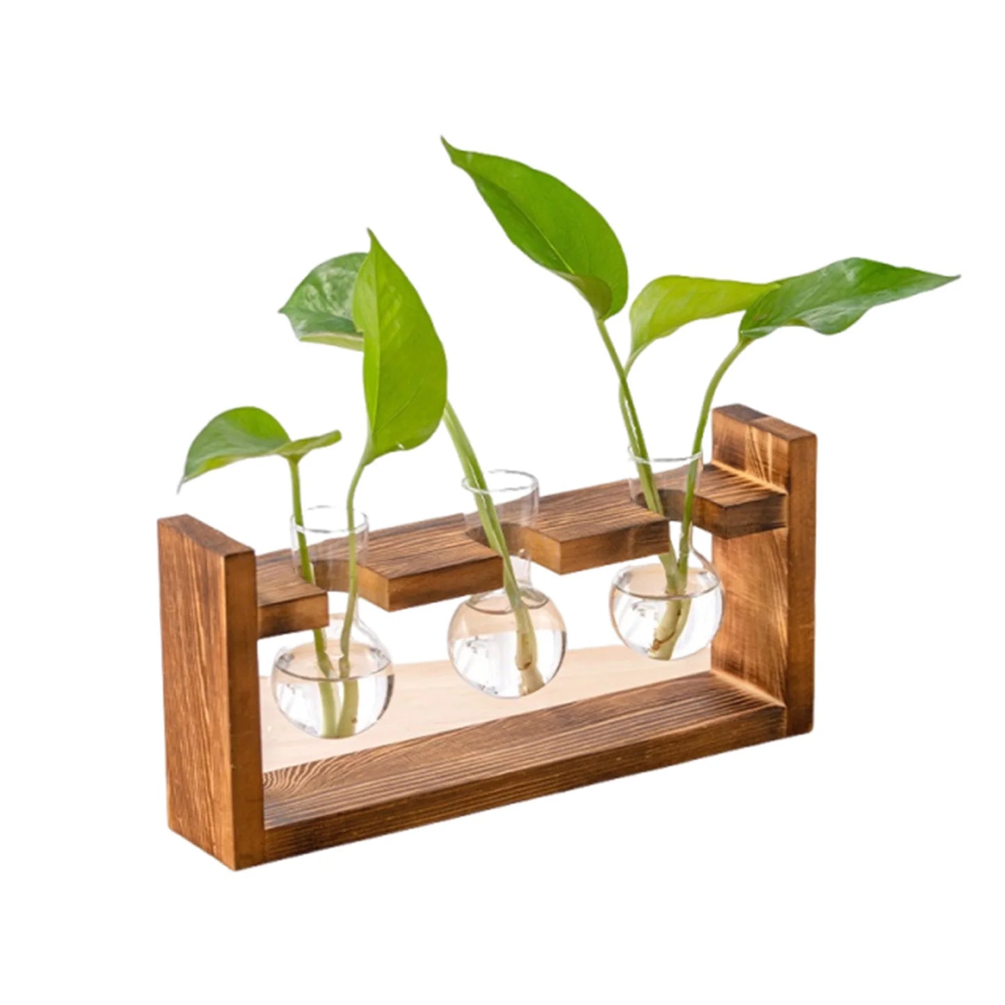 Boho Hydroponic Glass Vase & Wooden Tray - Tabletop Propagation Station