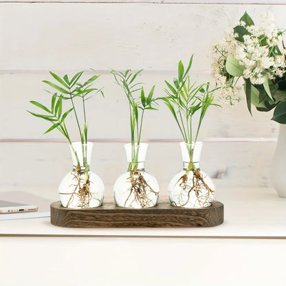 Modern Glass Plant Terrarium with Wooden Tray