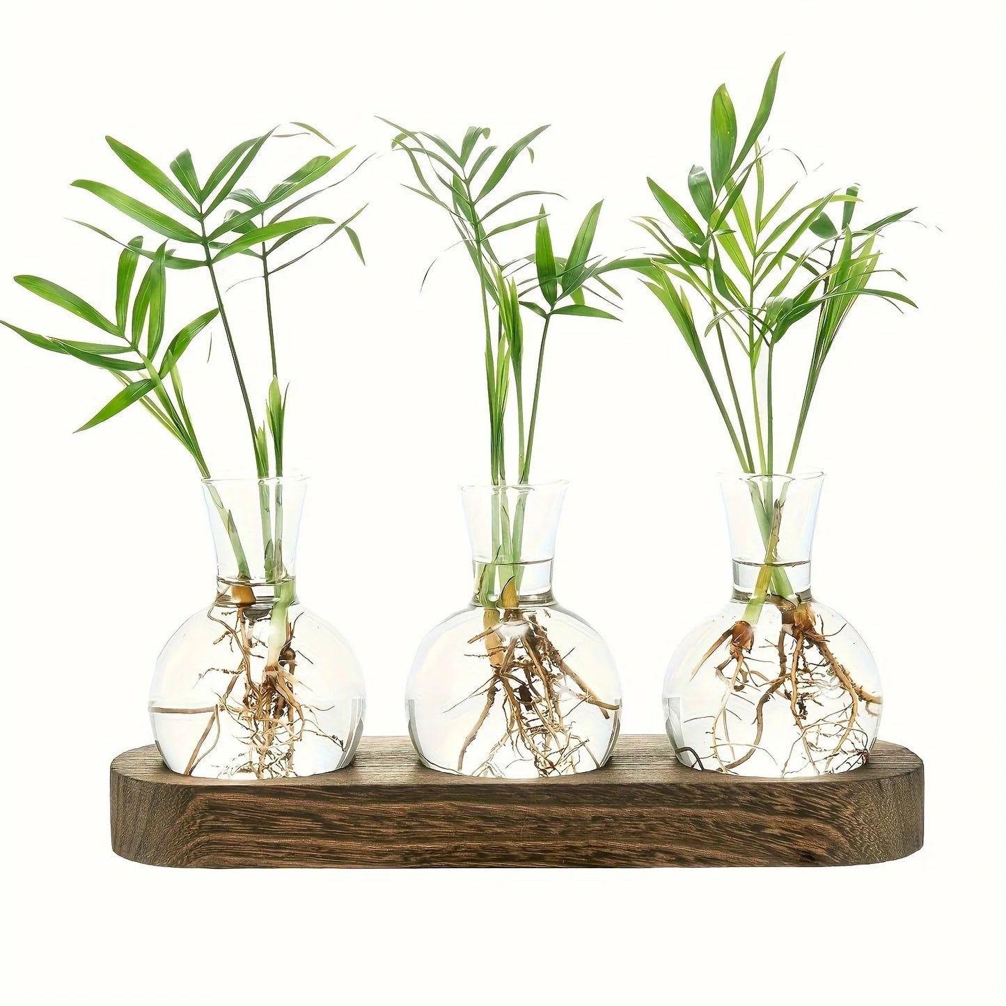 Modern Glass Plant Terrarium with Wooden Tray