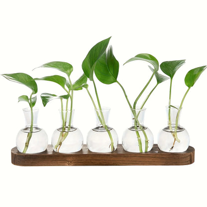 Modern Glass Plant Terrarium with Wooden Tray