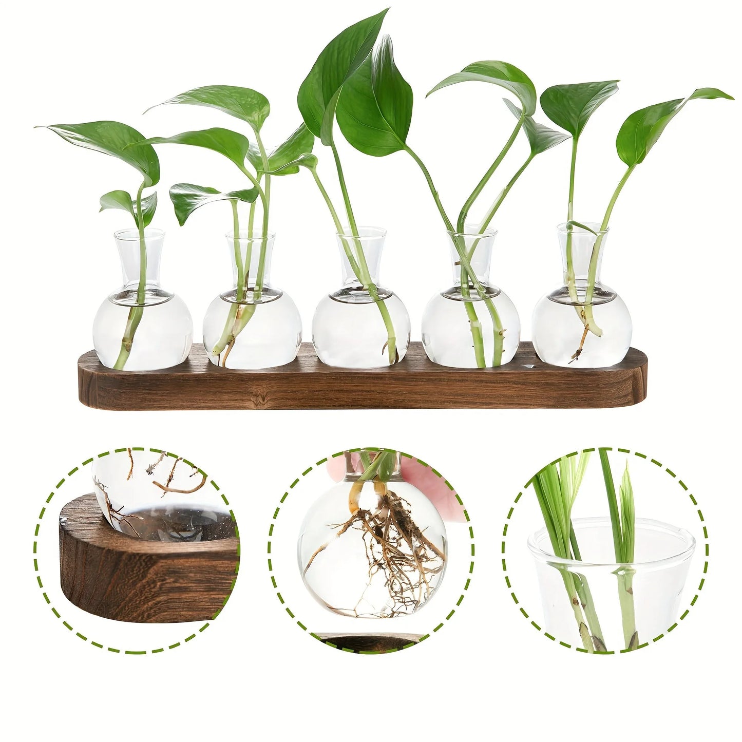 Modern Glass Plant Terrarium with Wooden Tray