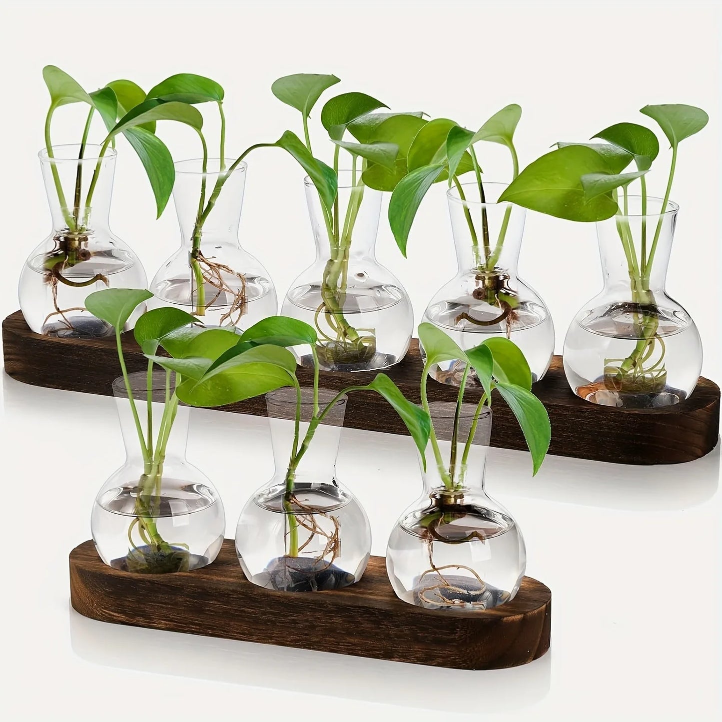 Modern Glass Plant Terrarium with Wooden Tray
