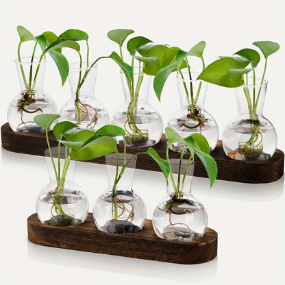 Modern Glass Plant Terrarium with Wooden Tray