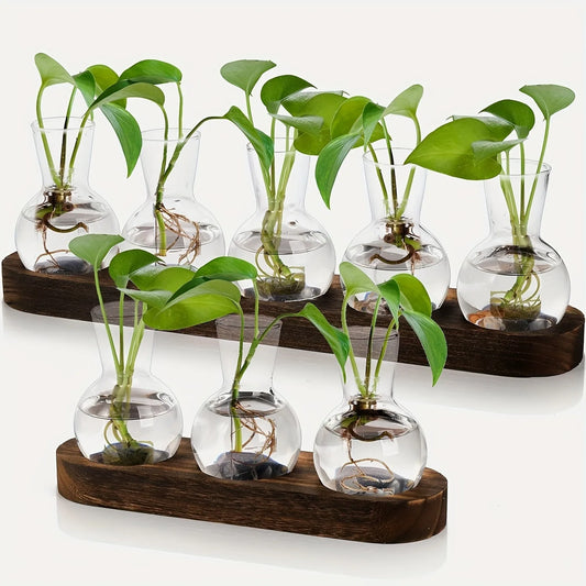 Modern Glass Plant Terrarium with Wooden Tray