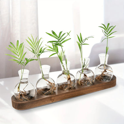 Modern Glass Plant Terrarium with Wooden Tray