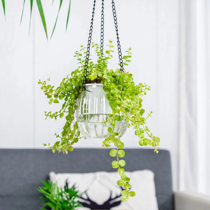 Modern Self-Watering Hanging Planter – Clear PET Plastic Indoor Flower Pot