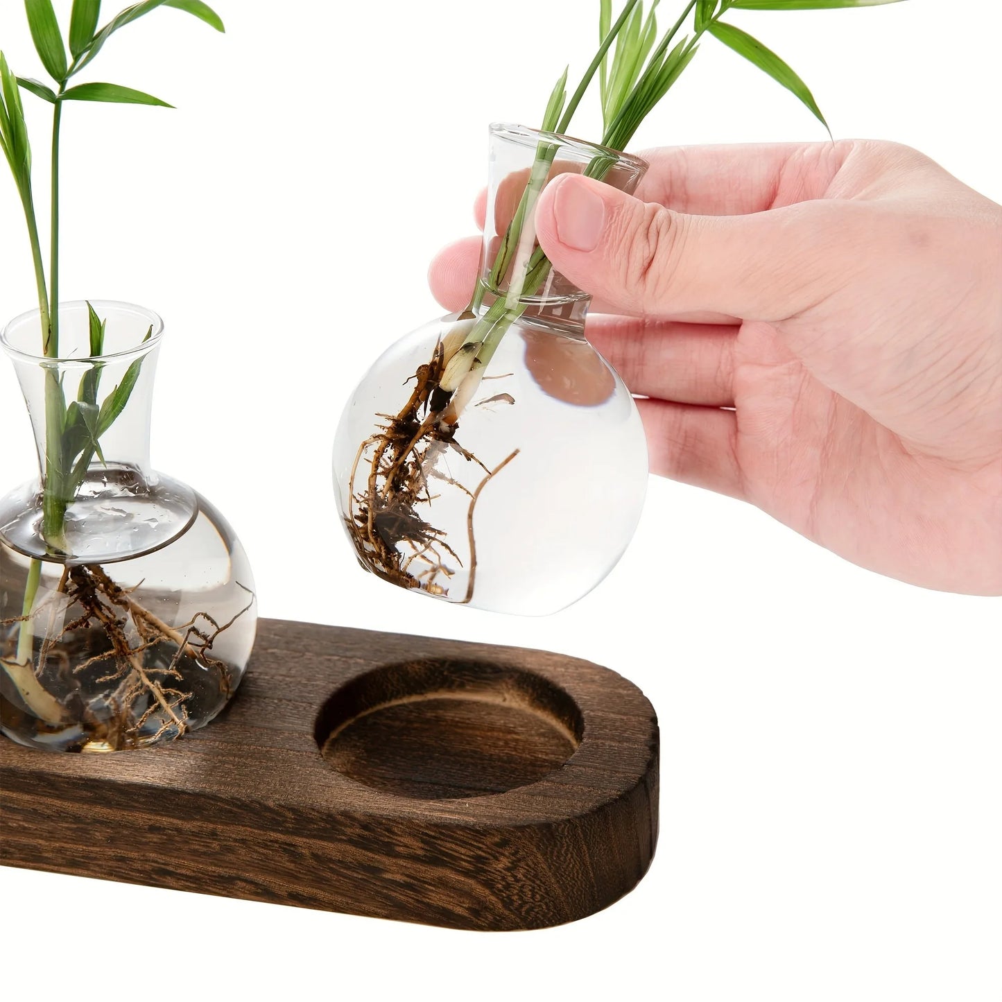 Modern Glass Plant Terrarium with Wooden Tray