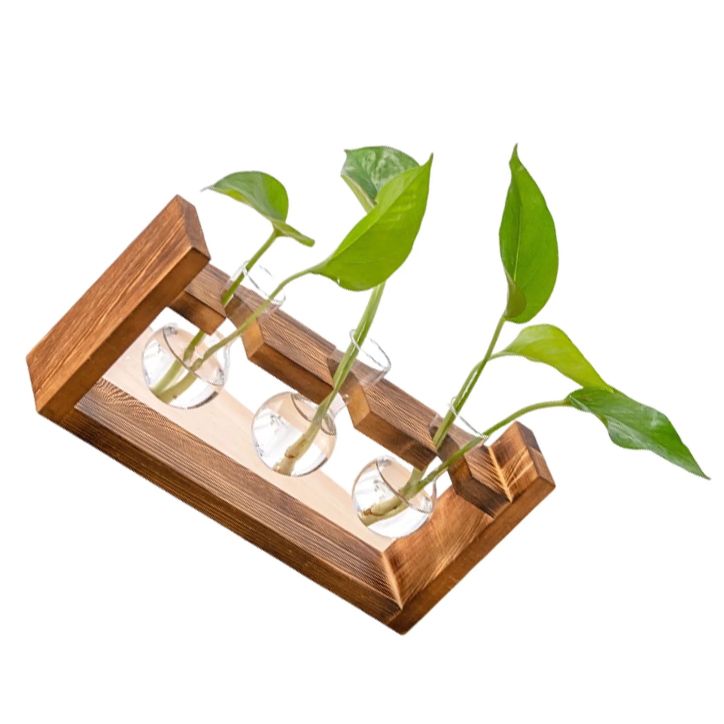 Boho Hydroponic Glass Vase & Wooden Tray - Tabletop Propagation Station
