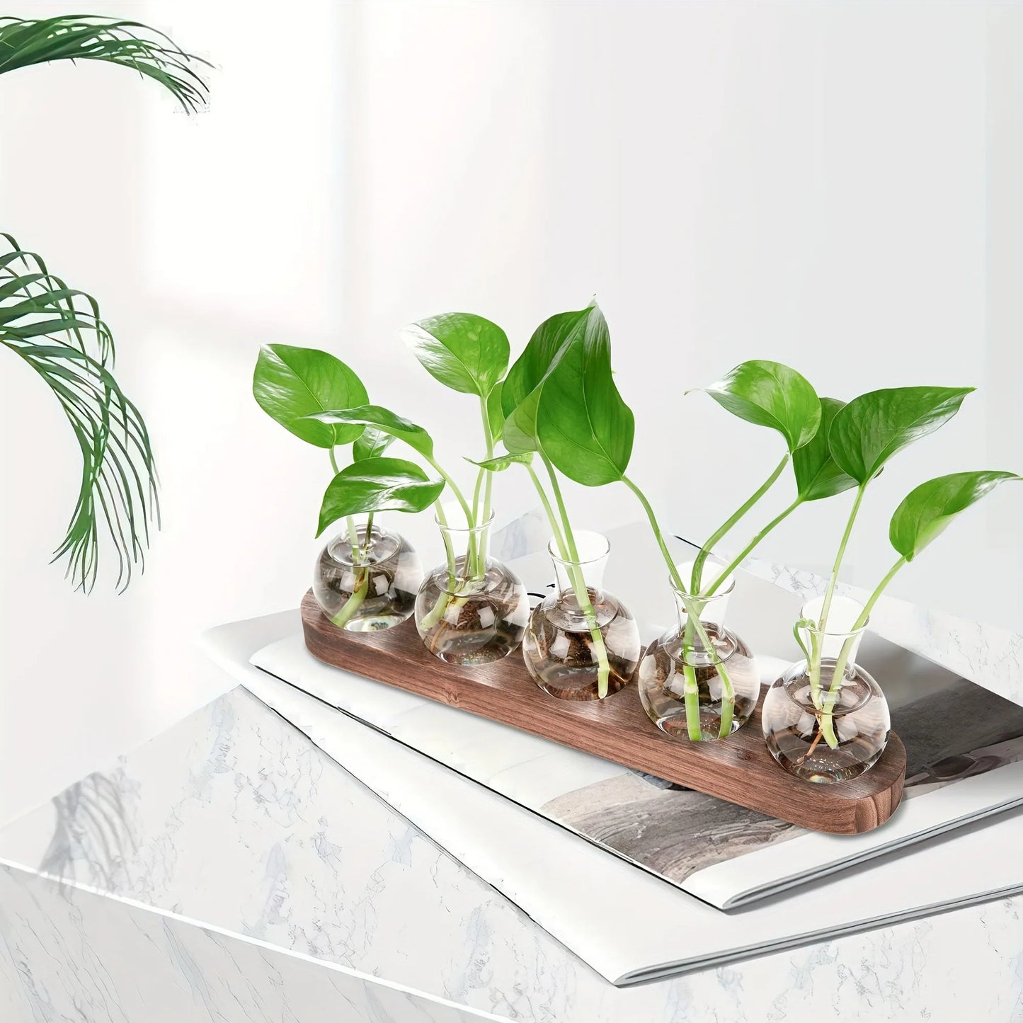 Modern Glass Plant Terrarium with Wooden Tray
