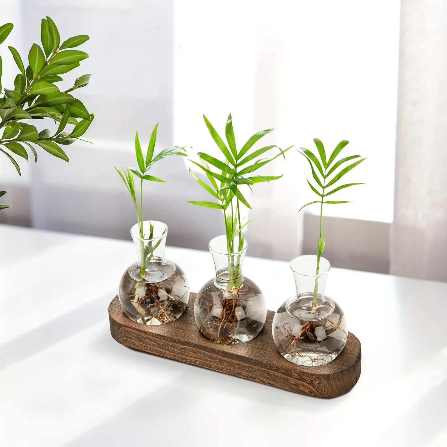 Modern Glass Plant Terrarium with Wooden Tray