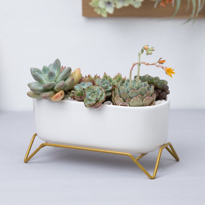 White Ceramic Flowerpot with Gold Metal Stand